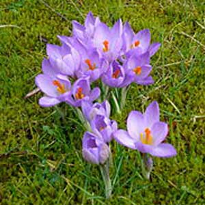 Crocus