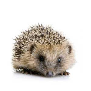 Egel