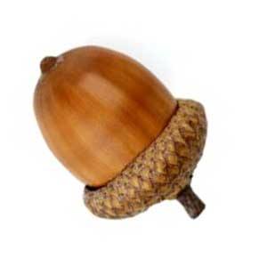 Eikel