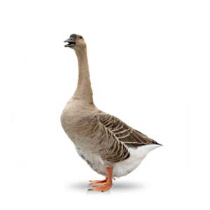 Gans