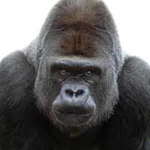 Gorilla