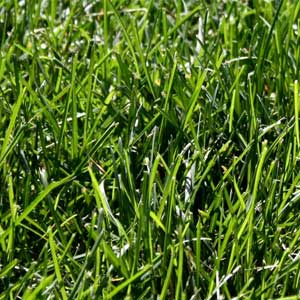 Gras