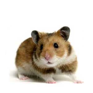 Hamster