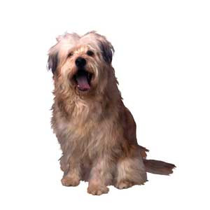 Hond