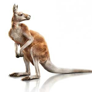 Kangoeroe