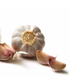 Knoflook