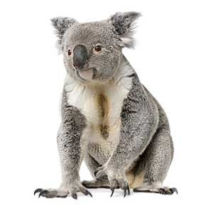 Koala