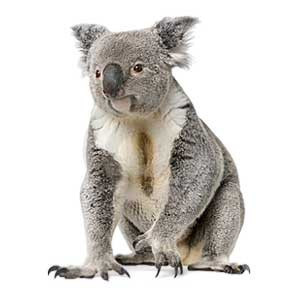 Koala