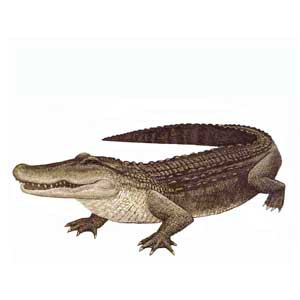 Krokodil