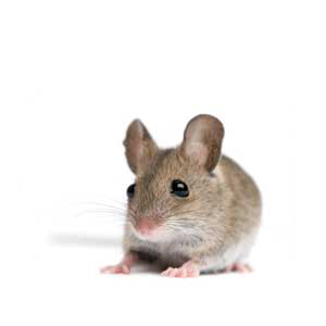 Muis