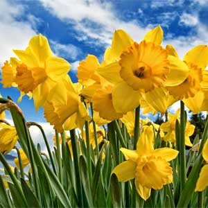 Narcissen