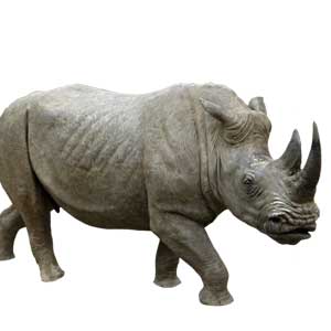 Neushoorn