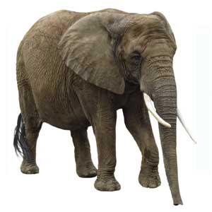 Olifant
