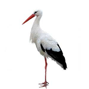 Ooievaar