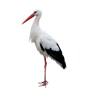 Ooievaar