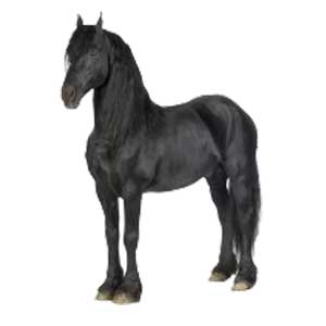 Paard