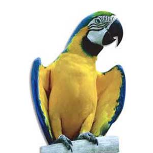 Papegaai