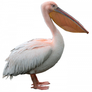 Pelikaan