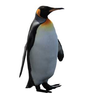 Pinguïn