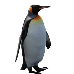 Pinguïn