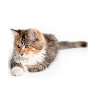 Poes