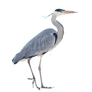 Reiger