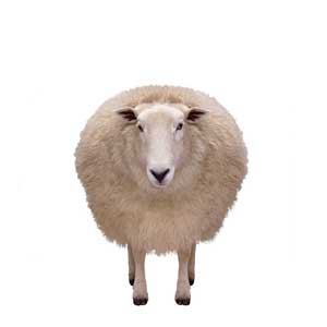 Schaap