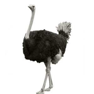 Struisvogel