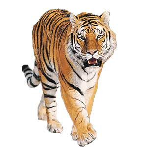 Tijger