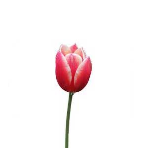 Tulp