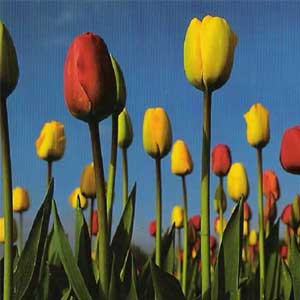 Tulpen