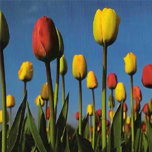 Tulpen