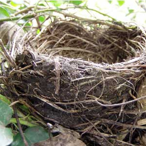 Nest
