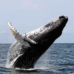 Walvis