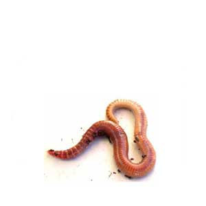 Worm (wurm)