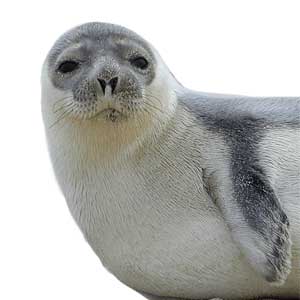 Zeehond